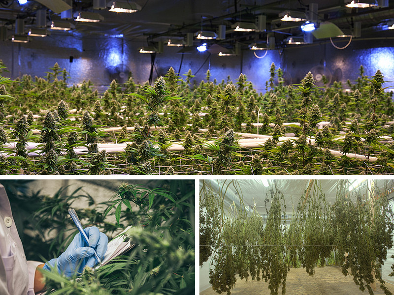 Temperatura y humedad en el cultivo de marihuana- Alchimia Grow Shop